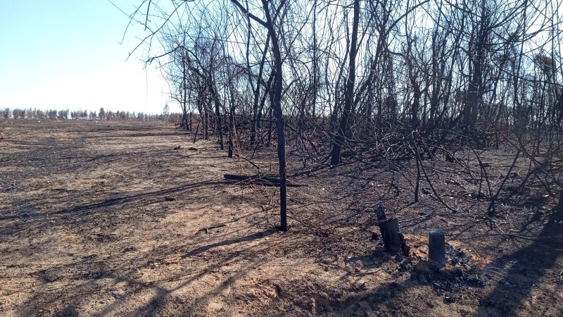 Incêndios matam animais em Penápolis