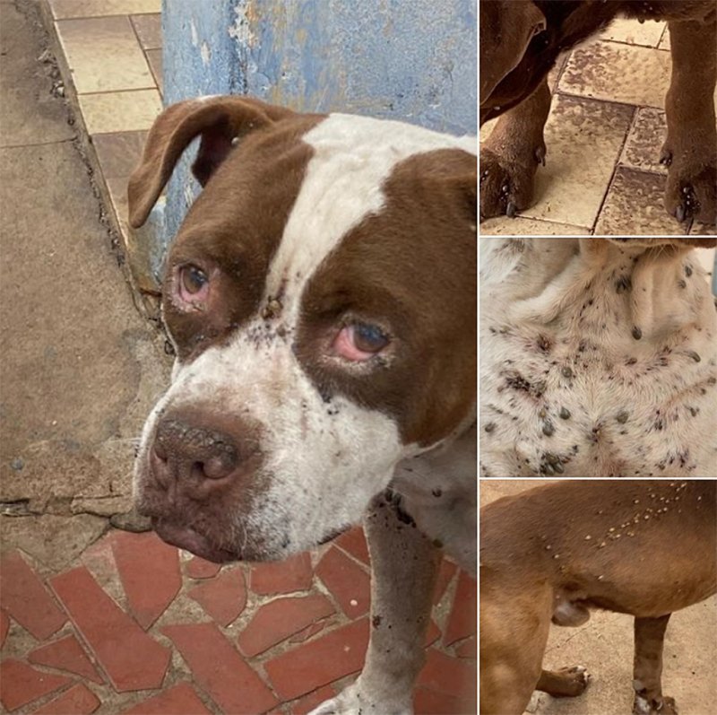 Morador é multado em R$ 6 mil por maus-tratos contra animais em Penápolis