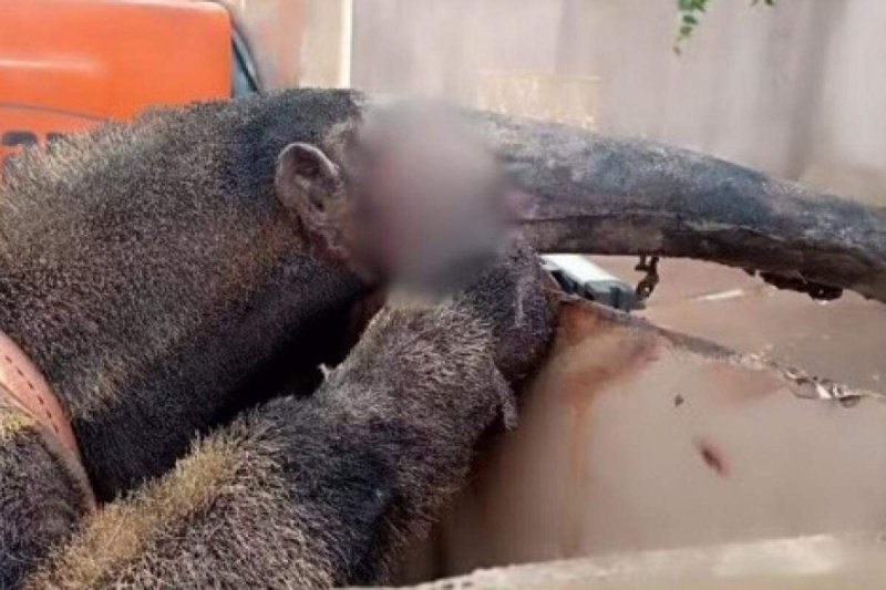 Tamanduá-bandeira é resgatado com queimaduras durante incêndio