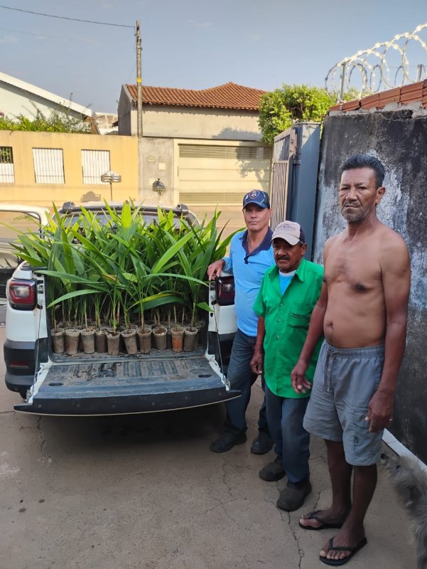 Morador de Penápolis doa 300 mudas de coqueiro guariroba para plantio em mananciais