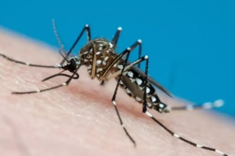 Noroeste Paulista registra 100 mortes por dengue em 2024; Penápolis teve uma