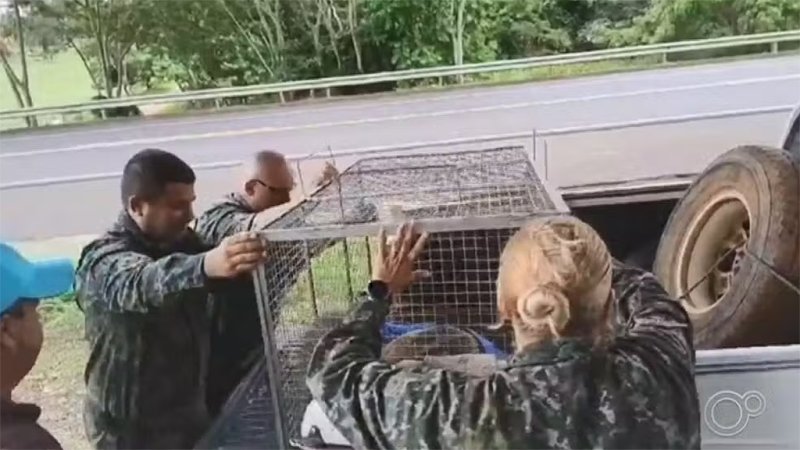 Número de animais atropelados em rodovias do noroeste paulista cresce 20% no fim do ano