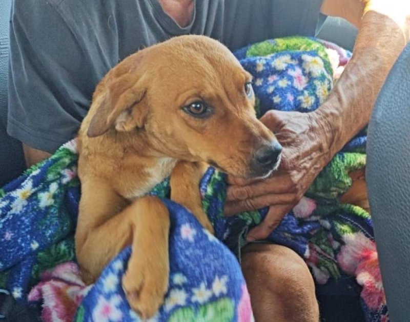 Homem é detido por maus-tratos após atirar em cão com arma de pressão