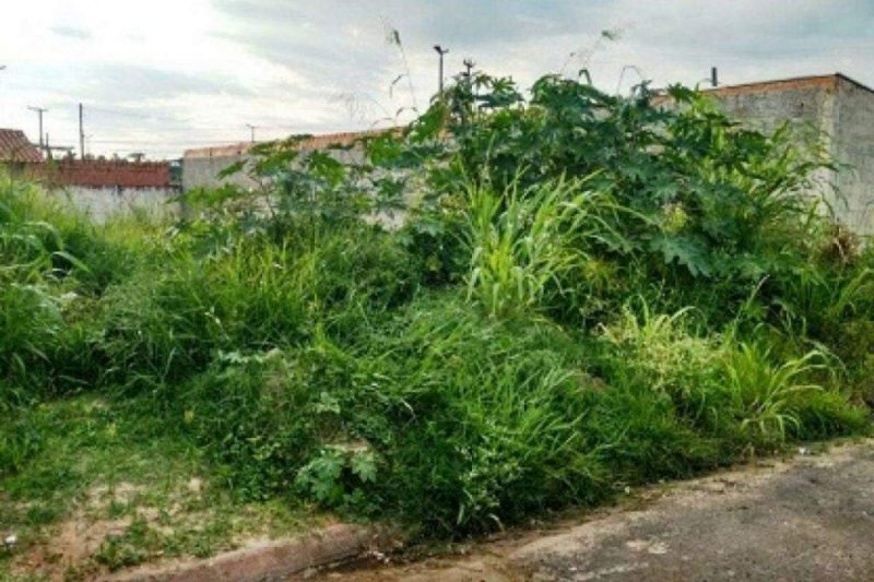 Cidade da região intensifica notificações para limpeza de terrenos urbanos