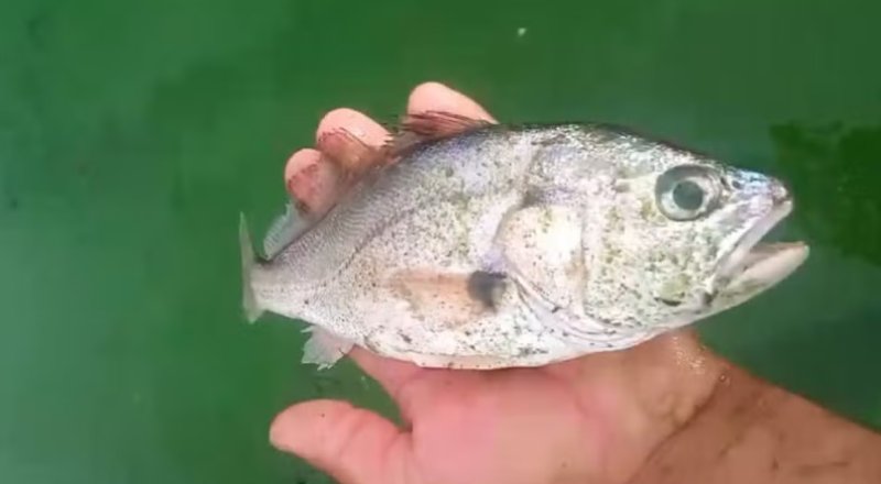 Moradores registram peixes mortos no rio Tietê em Barbosa