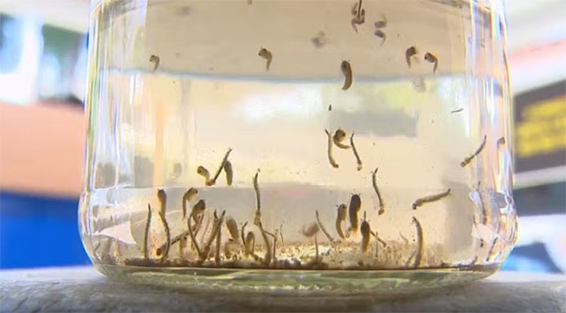 Confira os números da dengue no noroeste paulista em 2025