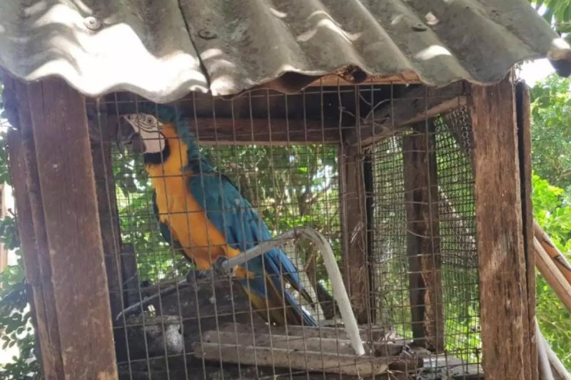 Polícia Ambiental resgata aves silvestres mantidas em cativeiro em Guaraçaí