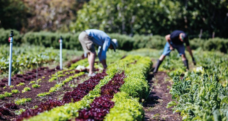 Agropecuária paulista cria 1.979 vagas de empregos em janeiro