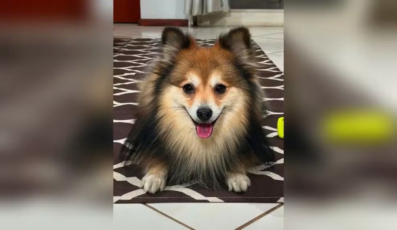 Dirofilariose: mosquito Aedes aegypti também pode transmitir doença para cães e gatos