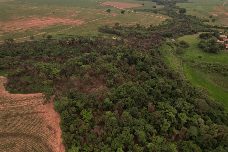 Aumento da cobertura vegetal em Penápolis reflete avanços em políticas ambientais e restauração ecológica