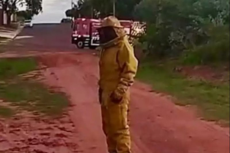 Região: mulher de 41 anos morre após ataque de abelhas