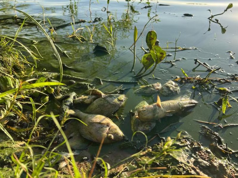 Governo de SP libera crédito a pescadores afetados por mortandade no rio Tietê