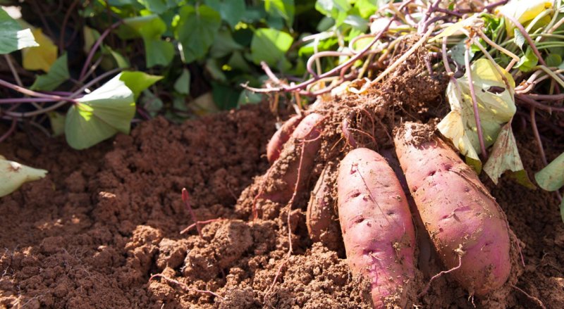 Cultura da batata-doce: Braúna recebe palestra sobre inovações tecnológicas