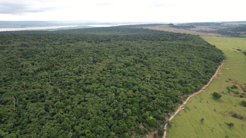 Dia Nacional da Mata Atlântica: Penápolis possui apenas 3,15% da Mata Atlântica original