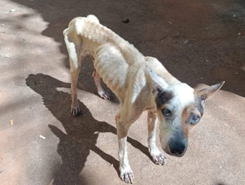 Região: Centro de Zoonoses recolhe 8 cães em residência após denúncia de maus-tratos