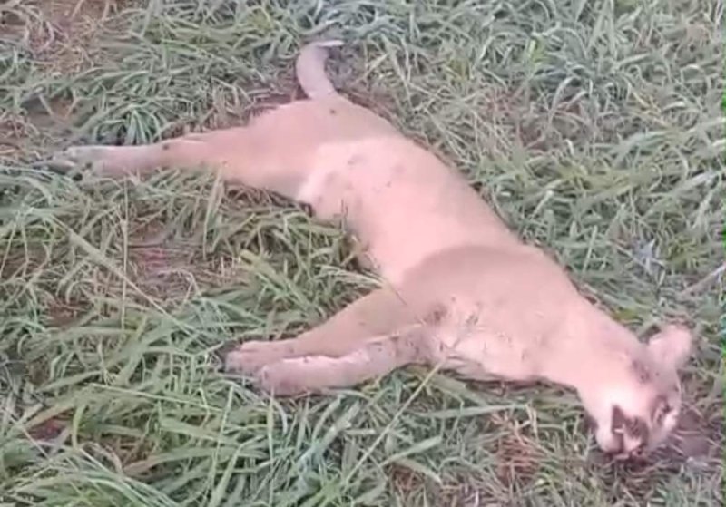 Onça parda é encontrada morta à beira de rodovia em Penápolis
