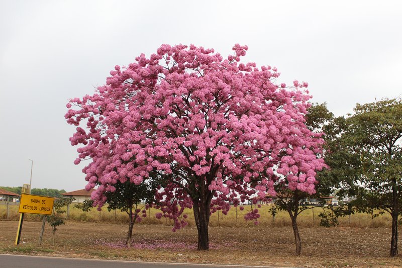 Beleza natural: floradas dos ipês chamam a atenção em Penápolis e região