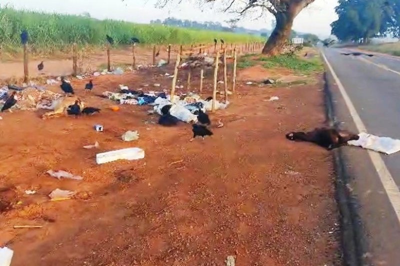 Prefeitura e Daep orientam a população sobre descarte indevido de animais mortos