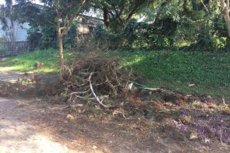 Importante: destinação correta das podas de árvores é essencial