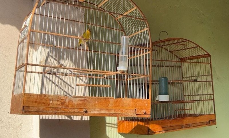 Polícia Militar Ambiental multa homem em R$ 3 mil após encontrarem gaiolas com pássaros em sua casa