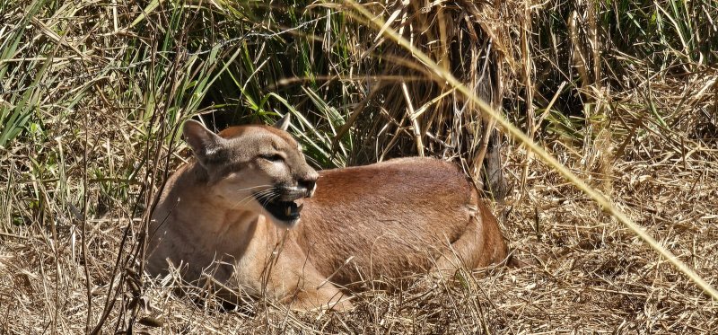 Onça parda é resgatada pela Polícia Ambiental após ficar presa em armadilha na zona rural