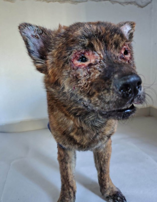 Prevenção da leishmaniose: Zoonose orienta população sobre cuidados