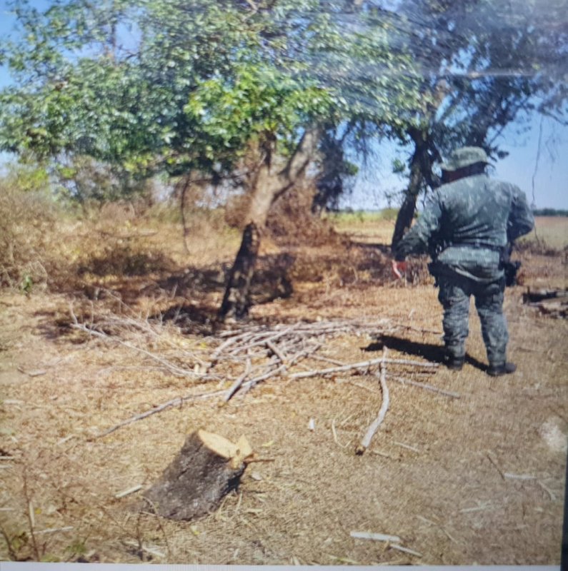 PM multa morador de Penápolis por degradação ambiental
