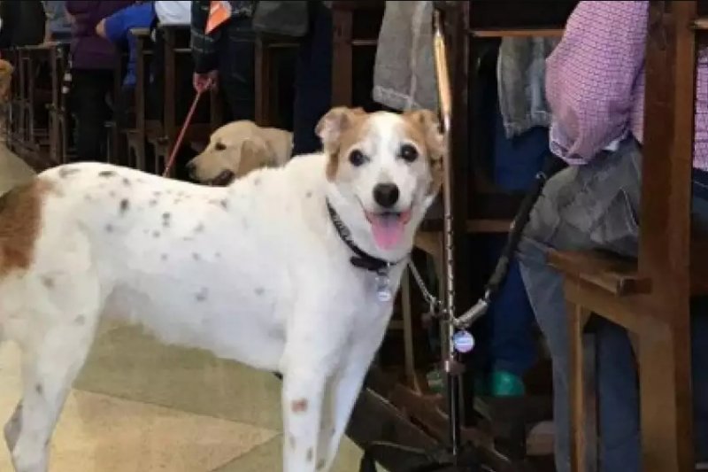 Penápolis e cidades da região terão bênção dos animais neste sábado