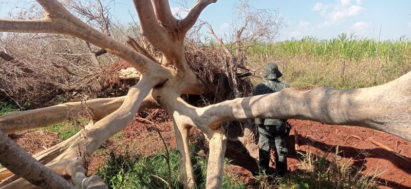 PM Ambiental flagra desmatamento e aplica multa de mais de R$ 535 mil em Barbosa