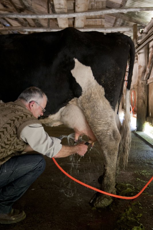 Região: produtores de leite terão evento gratuito com palestras sobre crédito e gestão rural