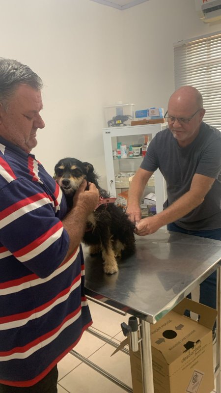 Vacinação contra raiva deve ser feita na Zoonose