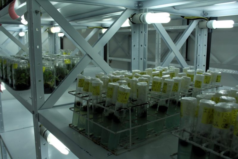 Conheça o laboratório que impulsiona a fruticultura paulista