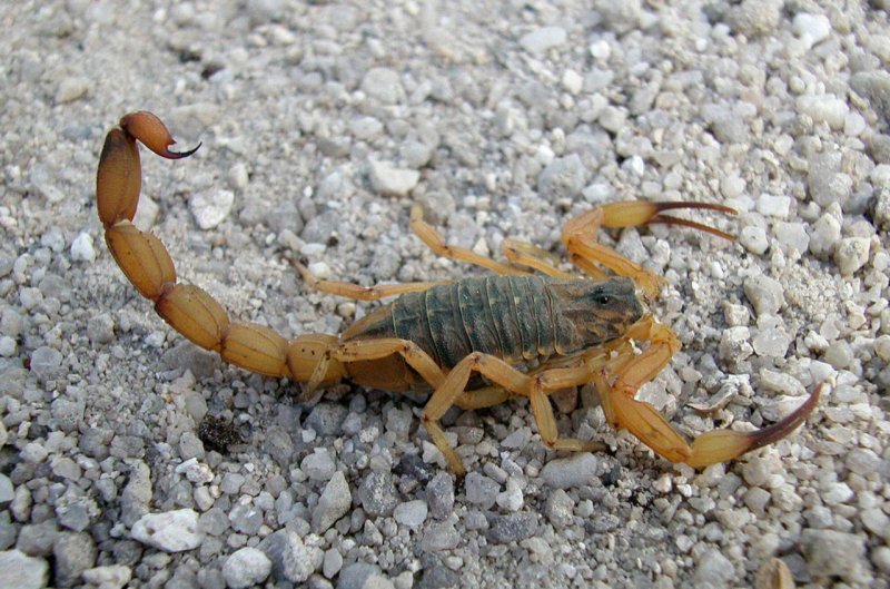 Bebê picada por escorpião acende alerta sobre os riscos em Penápolis