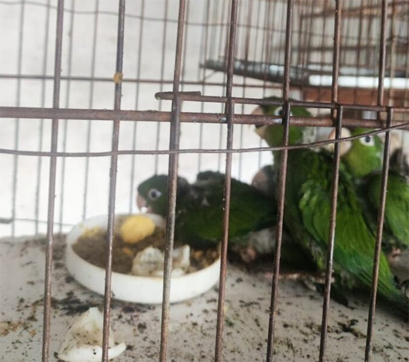 Dupla é multada após destruir ninho de maritaca-maracanã