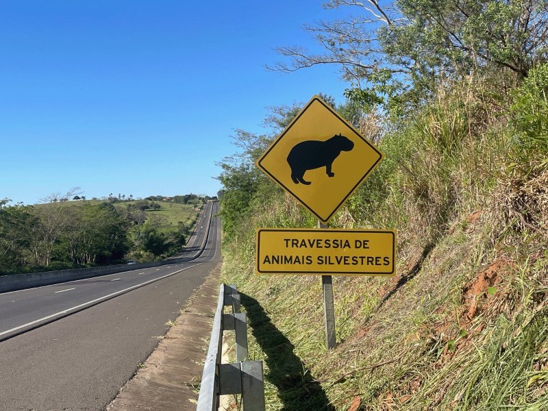 DER-SP alerta para risco de animais na pista e reforça orientações para uma viagem segura