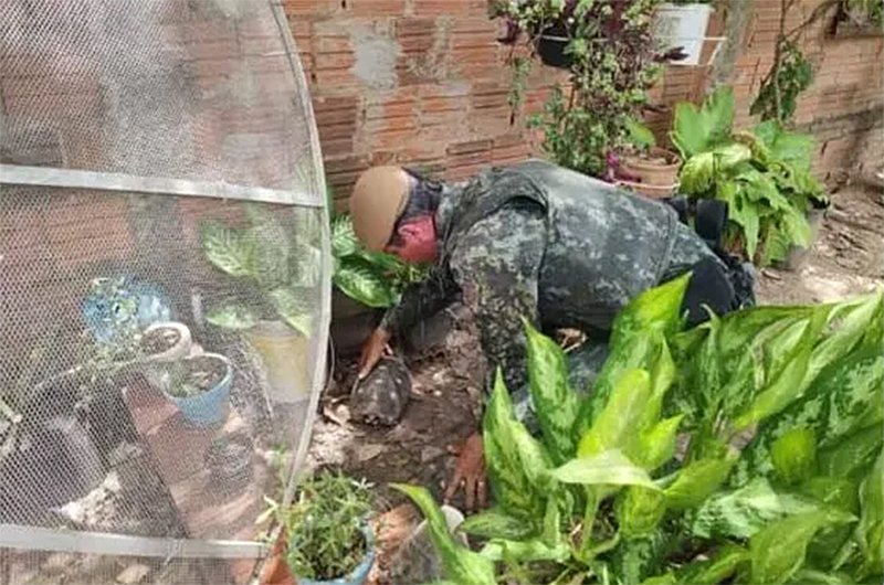 Jovem é multado por chutar gambá em condomínio de luxo no interior de SP