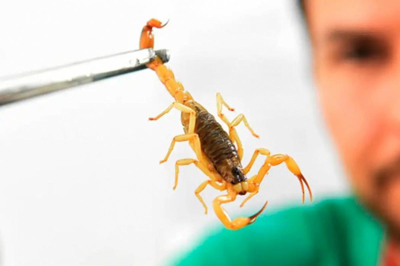 Bebê é picado por escorpião e caso acende alerta na região