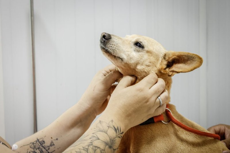 Cidades da região também recebem mutirão estadual de castração animal