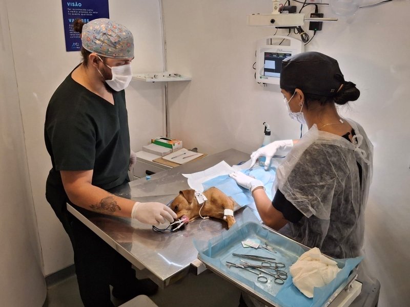 Governo divulga balanço de castração de animais em Penápolis e região