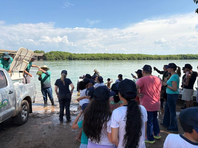 Empresa realiza soltura de 4,5 mil peixes nativos nas regiões de Bariri, Ibitinga e Promissão