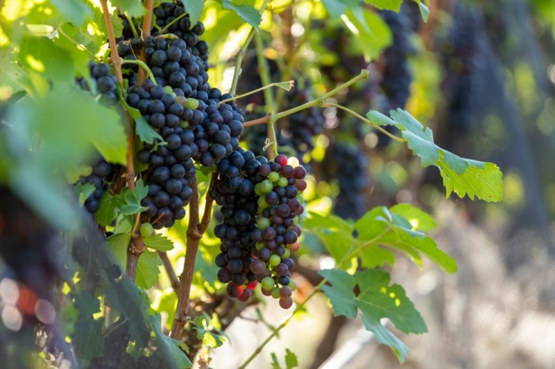 Enoturismo reforça importância de vinícola penapolense no Estado