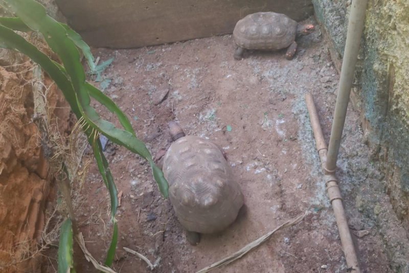 Casa com gatos em gaiola e 7 jabutis vira caso policial