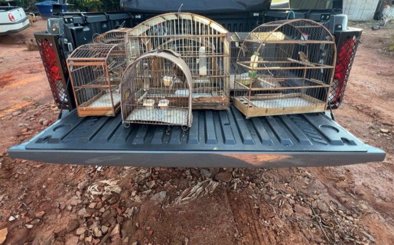 Apreensão de aves silvestres resulta em multa de R$ 5,5 mil 