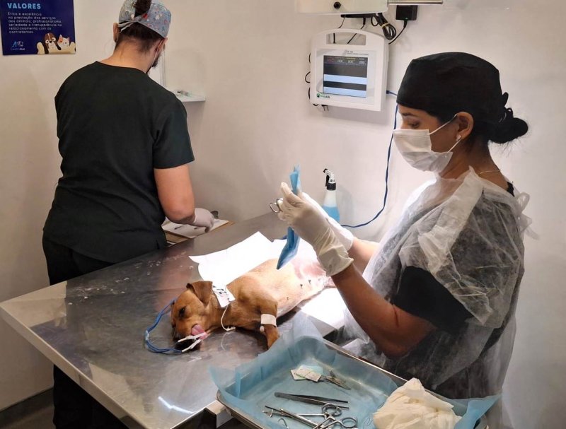 Penápolis terá ação para castração de animais no dia 04 de maio