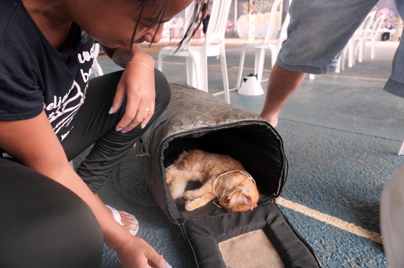Castra+ SP: Penápolis terá ação para castração de animais dia 04
