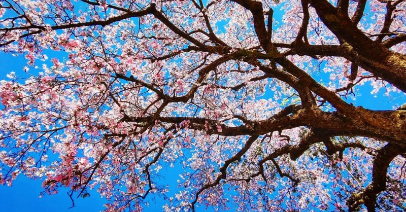 Florada das paineiras-rosas encanta moradores e reforça importância ambiental das árvores urbanas em Penápolis