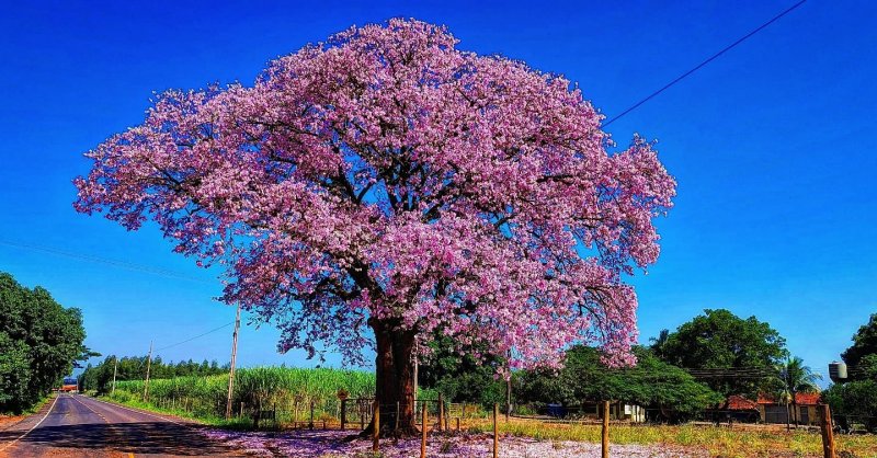 Paineiras-rosas transformam o visual urbano e rural em Penápolis