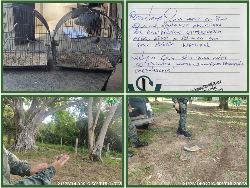 Polícia Militar Ambiental multa morador por manter aves silvestres em cativeiro em Penápolis