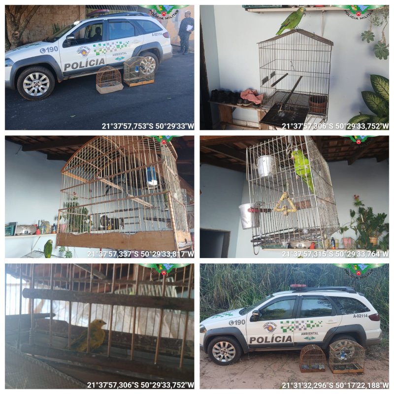 Santópolis do Aguapeí: multa de R$ 2 mil é aplicada por criação irregular de aves silvestres