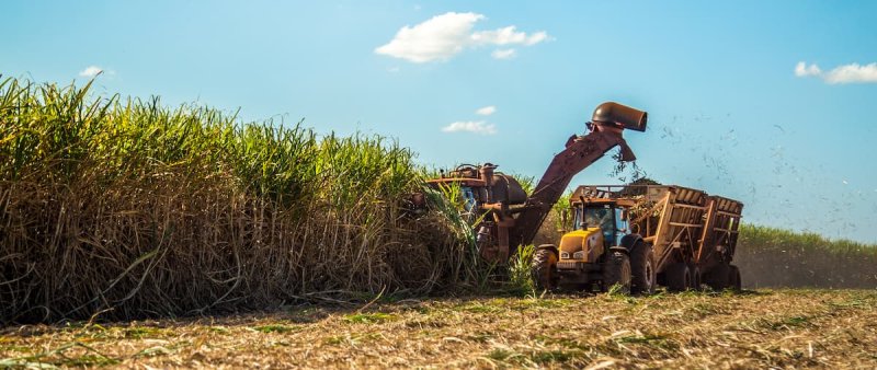 Agropecuária gerou mais empregos no mês de abril em Penápolis